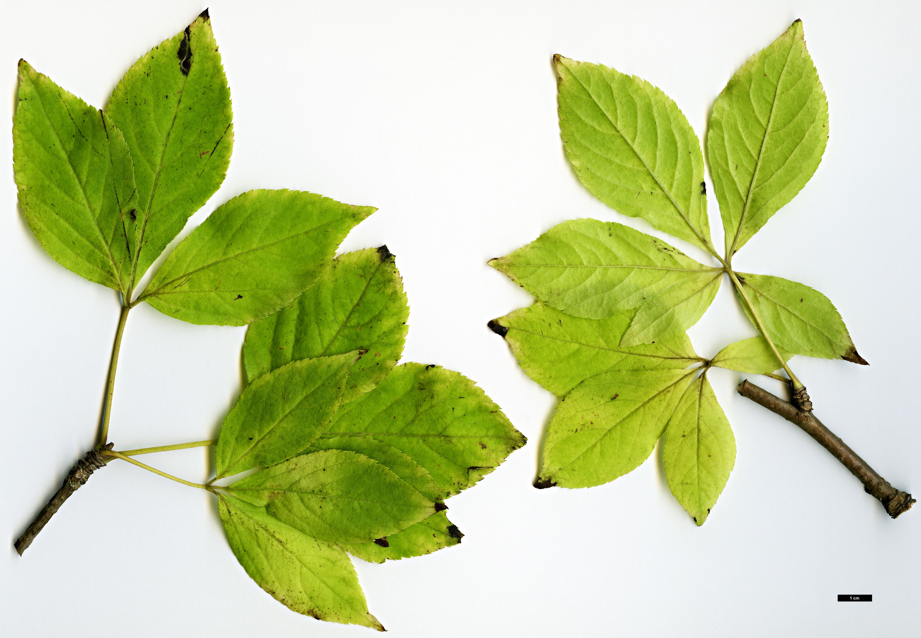 High resolution image: Family: Araliaceae - Genus: Eleutherococcus - Taxon: sessiliflorus High resolution image: Family: Araliaceae - Genus: Eleutherococcus - Taxon: sessiliflorus